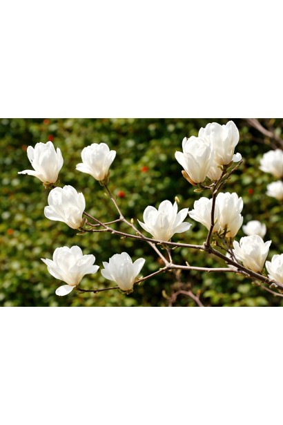 Magnolia denudata Double Diamond 